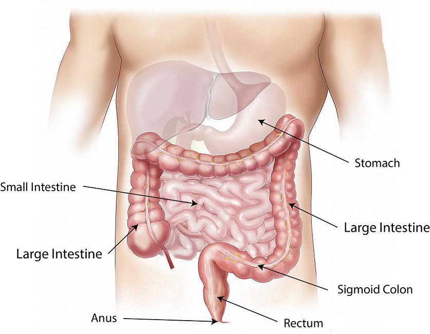 Colonoscopy